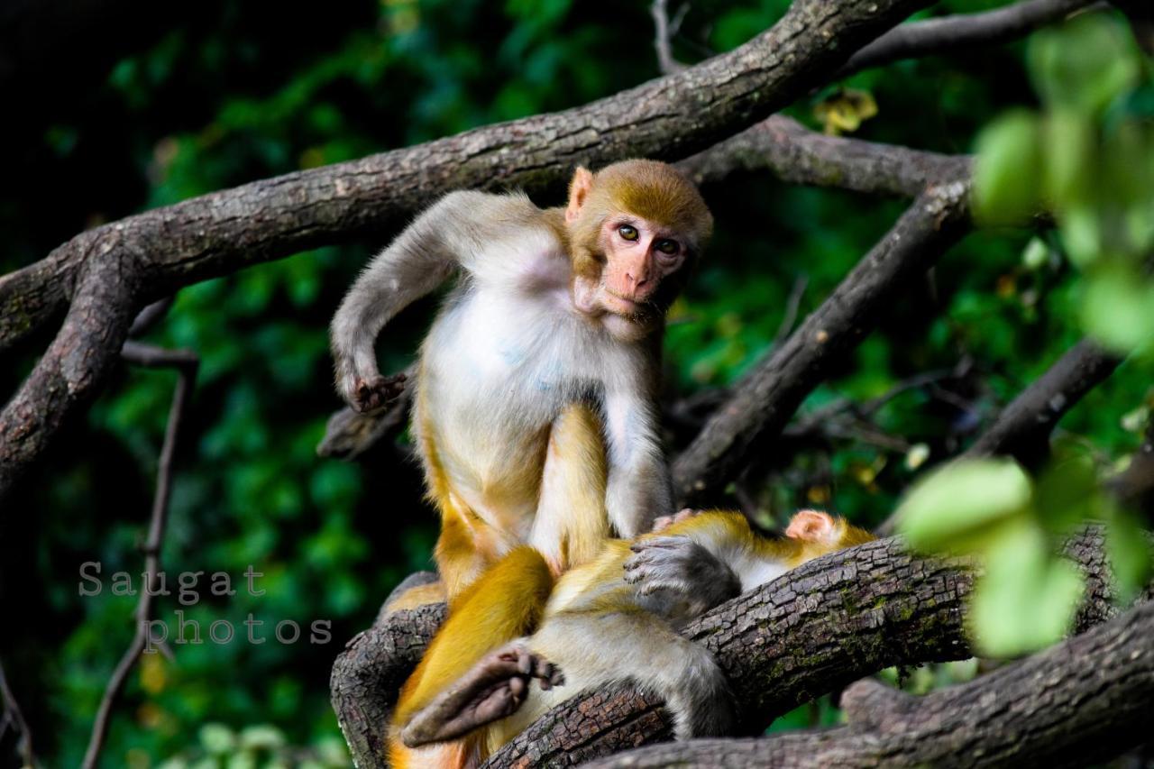 Bardia Wildlife Resort Bardiya Екстер'єр фото
