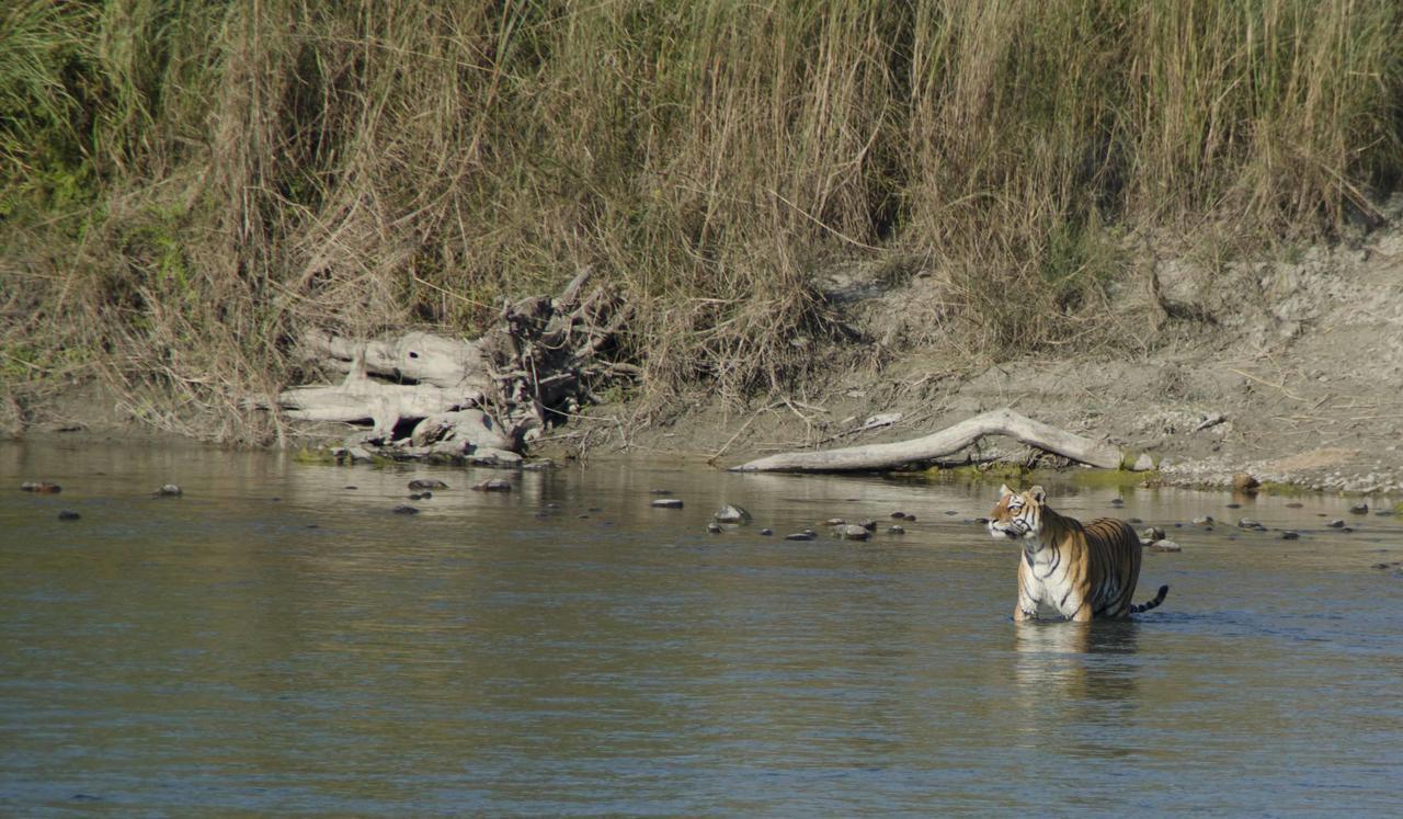 Bardia Wildlife Resort Bardiya Екстер'єр фото